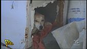 Salerno, animali richiusi in pessime condizioni