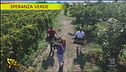 Speranza Verde, i cachi mela