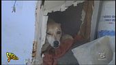 Salerno, animali incatenati in allevamento