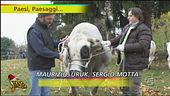 Uruk, il toro campione della brughiera lombarda