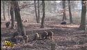 La polveriera degli animali