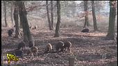 La polveriera degli animali