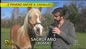 Cavalli a rischio macellazione