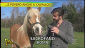 Cavalli a rischio macellazione
