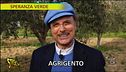 L'ape nera siciliana