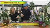 Speranza verde