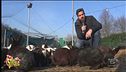 Conigli gestiti dall'ENPA a Vicenza