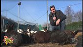 Conigli gestiti dall'ENPA a Vicenza
