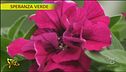 Petunie a Speranza Verde