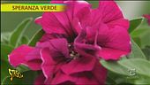 Petunie a Speranza Verde