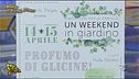 Profumo di Glicine