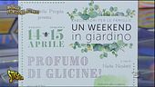 Profumo di Glicine