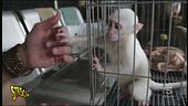 Indonesia, specie protette vendute al mercato