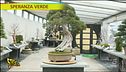 Speranza verde: bonsai