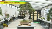 Speranza verde: bonsai