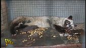 Kopi Luwak