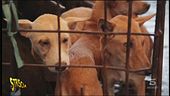 Carne di cane