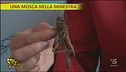 Nutrirsi con gli insetti