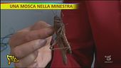 Nutrirsi con gli insetti