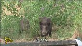 Roma, cinghiali sulla Cassia