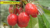 Speranza Verde a Rosciano