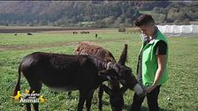 Moira e i suoi asinelli