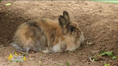 Un coniglietto abbandonato