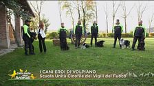 I cani eroi di Volpiano