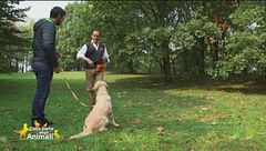 I consigli di Dr. Dog