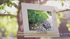 Il tartamondo