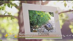 Il tartamondo