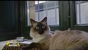 Happy, una gattina speciale