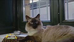 Happy, una gattina speciale