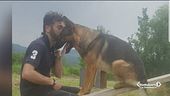 Avvelenato il cane eroe di Amatrice