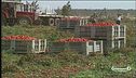 Schianto nel foggiano, morti 4 braccianti