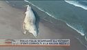 La balena spiaggiata