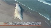 La balena spiaggiata