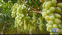 Gusto DiVino: Moscato d'Asti