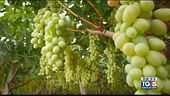 Gusto DiVino: Moscato d'Asti
