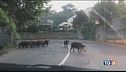 Ci mancavano pure cinghiali e famiglie!
