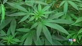 Canada, via libera a cannabis legale