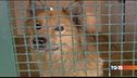 Cani, gatti e… tanto amore