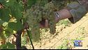 Gusto DiVino: Un verdicchio d'eccezione