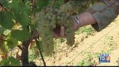 Gusto DiVino: Un verdicchio d'eccezione