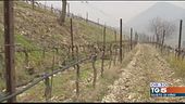 Gusto DiVino - I vigneti dei Colli Euganei