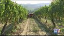 GustoDivino: Vendemmie in conclusione
