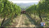 GustoDivino: Vendemmie in conclusione