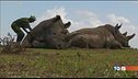 Kenya, morto l'ultimo rinoceronte bianco