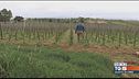 Gusto di Vino: Nero d'Avola