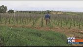 Gusto di Vino: Nero d'Avola